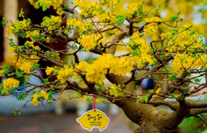 cach-phong-tru-benh-cho-cay-mai-vang-hieu-qua-bi-quyet-giup-mai-luon-xanh-tot-no-hoa-dep