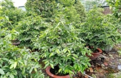 5-ky-thuat-giup-cay-trong-phat-trien-khoe-manh-va-tang-nang-suat