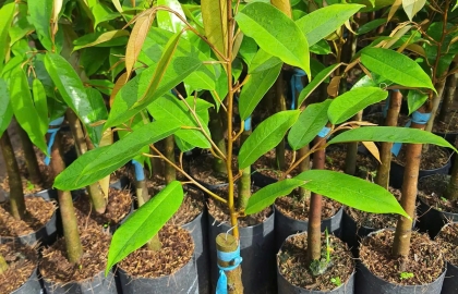 cach-cham-soc-cay-giong-sau-rieng-hieu-qua-bi-quyet-tu-chuyen-gia-nong-nghiep